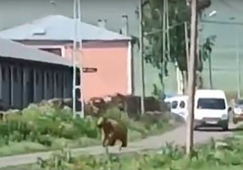 Ardahan’da şehre inen bozayı paniğe neden oldu