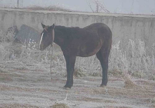 Ardahan’da soğuk hava etkili olmaya başladı