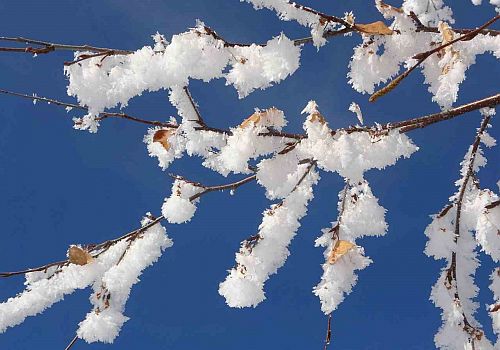 Ardahan da Soğukun getirdiği güzellikler kırağı tutan ağaçlar kartpostallık görüntüler oluşturdu