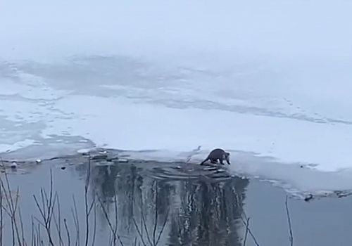 Ardahan'da su samuru avlanırken görüntülendi 