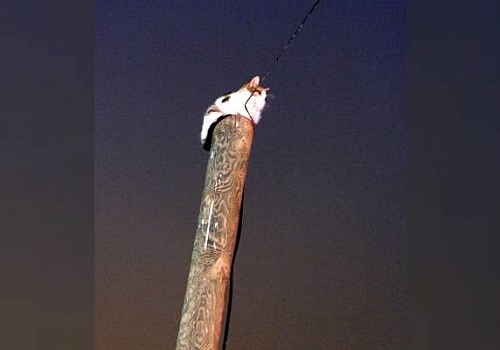 Ardahan'da telefon direğinde mahsur kalan kediyi AFAD ve elektrik ekibi kurtardı