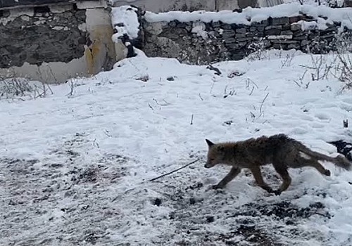 Ardahan da Tilki rahatlığı ile şaşırttı