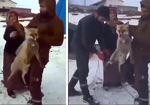 Ardahan'da tilkiye kötü muamelede bulunanlara para cezası uygulanacak