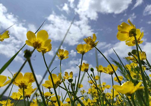 Ardahan da Tüm ovayı sarıya boyayan çiçekler adeta kartpostallık görüntüler oluşturdu.