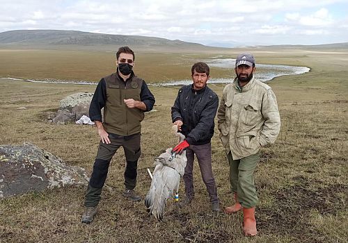 Ardahan'da vatandaşlarca yaralı bulunan GPS takılı turna tedaviye alındı