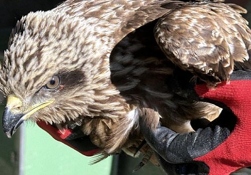 Ardahan'da vatandaşlarca yaralı bulunan kara çaylak, tedavisinin ardından doğaya bırakılacak