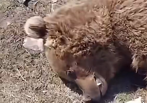 Ardahan’da Yaban Hayatı Dramı: Yavru Ayıya Çarpan Sürücü Kaçtı, Görenler Fotoğraf Yarışına Girdi