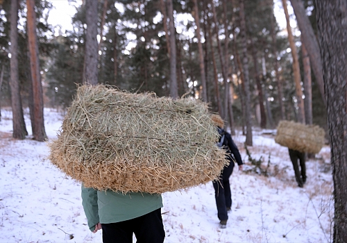 Ardahan'da yaban hayatı kara kışta unutulmadı
