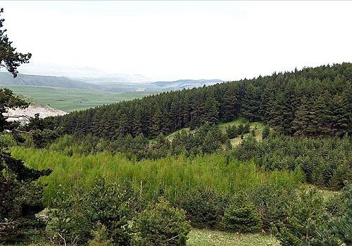 Ardahan da Yaban Hayatına Ev Sahipliği Yapan 'Sarıçam Ormanları' Gençleştiriliyor
