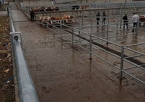 Ardahan’da Yağış ve Soğuk Hava Etkili Oldu