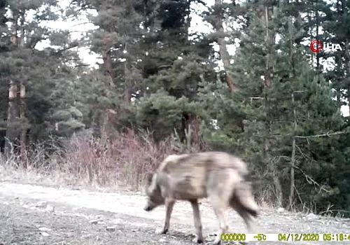 Ardahan da Yalnız Kurt Fotokapana Yakalandı