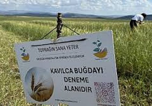 Ardahan'da yapılan kavılca buğdayı deneme ekiminden yüksek verim alındı