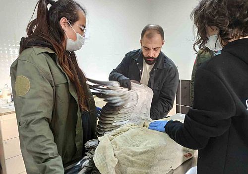 Ardahan’da Yaralı Turna Kuşu Tedavi Altına Alındı