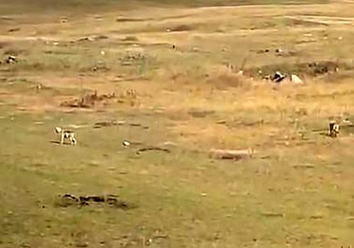 Ardahan’da yerleşim yerine ilerleyen 2 kurt, yoldan geçen araç sürücüsü tarafından görüntülendi