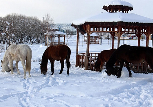 Ardahan da Yılkı atları kar altında yiyecek arıyor