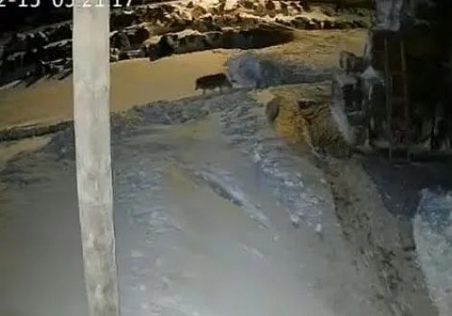 Ardahan’da yiyecek arayan kurt sürüsü, gece saatlerinde köye girerek köpeklerle mücadele etti