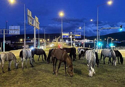 Ardahan'da yiyecek arayan yılkı atları kara yoluna indi.