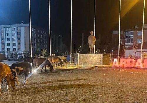 Ardahan’da Yiyecek Arayan Yılkı Atları Kent Merkezine İndi