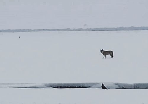 Ardahan’da yiyecek bulmakta zorlanan kurt, karla kaplı arazide leş yerken görüntülendi