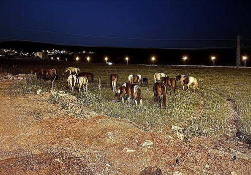 Ardahan da Yol kenarında otlayan atlar ulaşımı aksatı