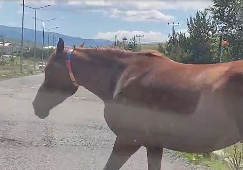 Ardahan’da yollarda başıboş dolaşan atlar trafiği tehlikeye sokuyor