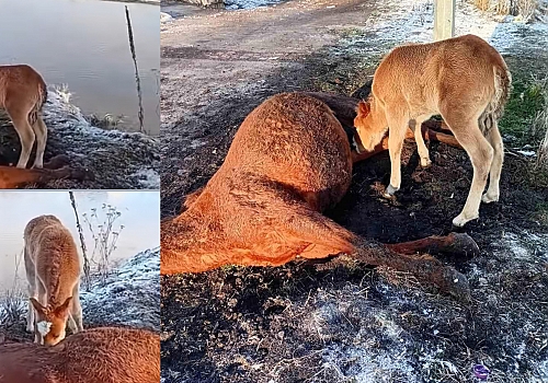 Ardahan’da Yürek Burkan Manzara: Ölen Annesini Bırakmadı!