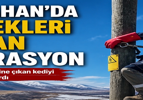 Ardahan'da Yürekleri Isıtan Operasyon: Direkte Mahsur Kalan Kediyi Aras EDAŞ Kurtardı