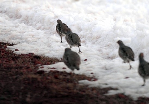 Ardahan dağlarında yiyecek bulamayan keklikler ovaya indi