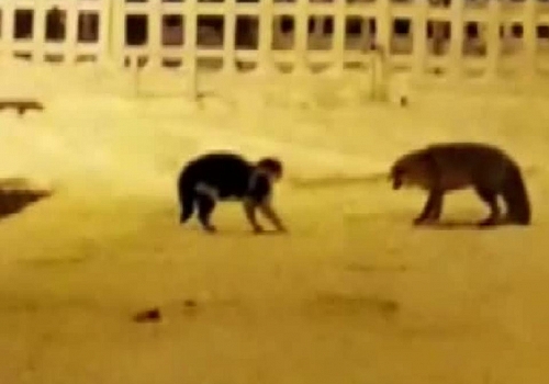 Ardahan daki Kedi ile tilkinin kavgası kamerada
