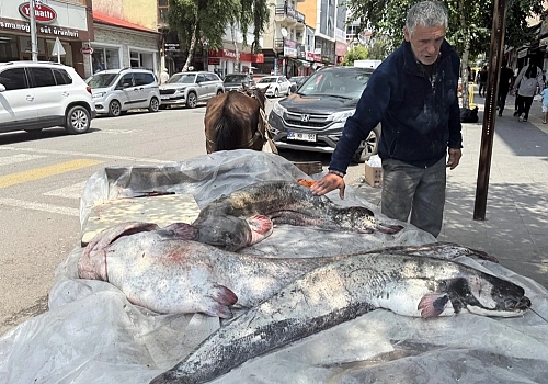 Ardahan'daki Kura Nehri'nde avlanan Halil Bulutlar, uzunluğu 1 metreyi aşan 3 yayın balığı yakaladı.