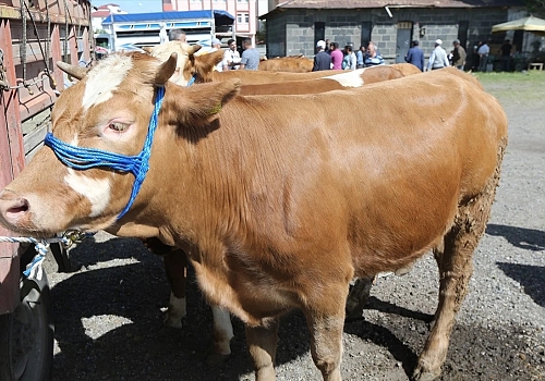 Ardahan'daki kurban pazarlarında hareketlilik arttı