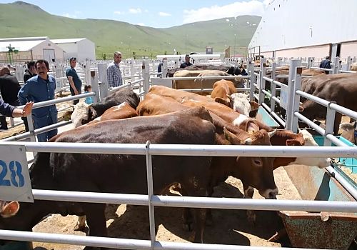 Ardahan dan Büyükşehirlere 2 bin büyükbaş, 1500 küçükbaş kurbanlık sevk edildi