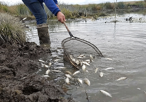 Ardahan Göle'de Kura Nehri'nde Endişelendiren Balık Ölümleri