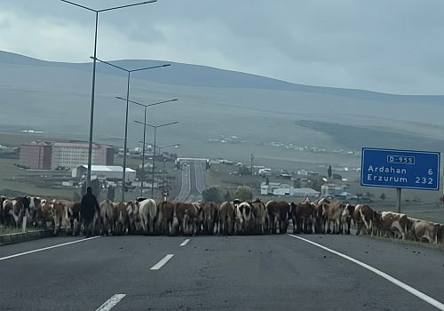 Ardahan-Gürcistan Uluslararası Karayolu’nda Tehlikeli Anlar! Hayvan Geçiş Tüneli İsteniyor