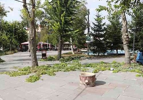 Ardahan Haberi: Ardahan Belediyesi ekiplerinden mevsimlik ağaç budama çalışması
