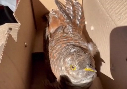 Ardahan Haberi: Ardahan'da bitkin bulunan Guguk kuşu, tedavi altına alındı