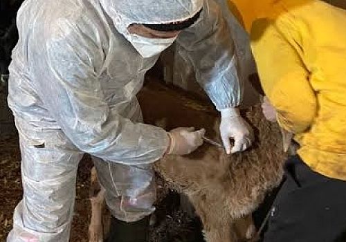 Ardahan Haberi: Ardahan da büyükbaş hayvanlar aşılanmaya başlandı.