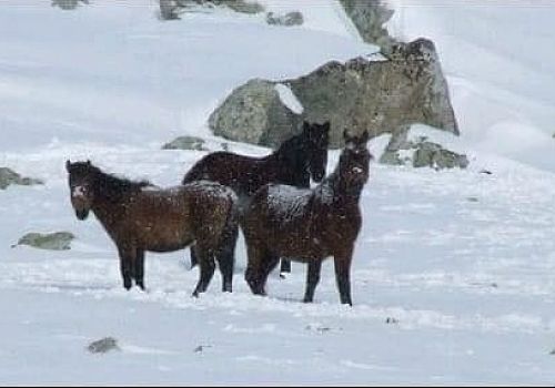 Ardahan Haberi: Ardahan’da kışın gelmesi birlikte Atları adeta ölüme terk ettiler 