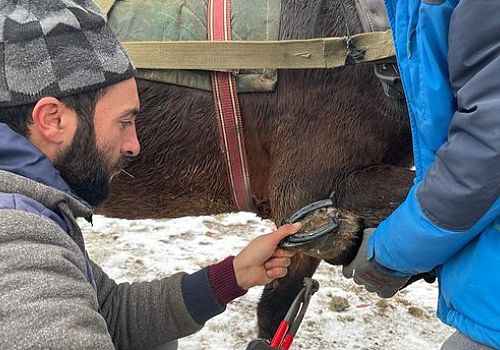 Ardahan Haberi: Ardahan da Nalbant olmadığı için atlara buz nalı kendileri çakıyorlar 