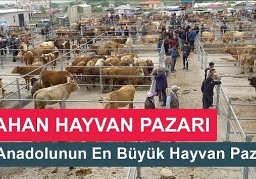 Ardahan Haberi: Ardahan'da şap hastalığı nedeniyle hayvan pazarı kapatıldı.