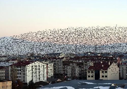 Ardahan Haberi: Ardahan da sürü halinde uçan kuşlar güzel görüntü oluşturdu.
