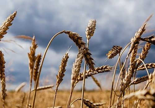 Ardahan Haberi: Ardahan da TMO'nun buğday ve arpa alım primi desteğinden yararlanma süresi uzatıldı