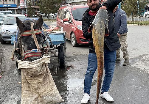 Ardahan Haberi: Ardahan da Yakalanan Yayın Balıkları Şaşkınlık Yarattı 