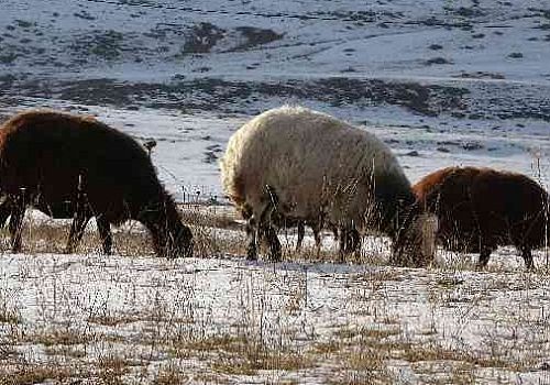 Ardahan Haberi: Ardahan son yılların en sıcak kış aylarını yaşarken besiciler sevindi 