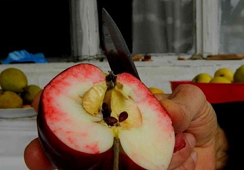 Ardahan Haberi: Bu elma Dünyada sadece Posof'ta yetiştiriliyor