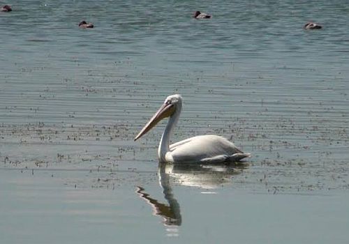 Ardahan Haberi: Çıldır Gölü, baharla birlikte göçmen kuşların akınına uğradı