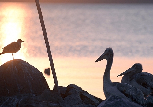Ardahan Haberi: Çıldır lı Balıkçının Beslediği Pelikanlar iş yerinin maskotu haline geldi