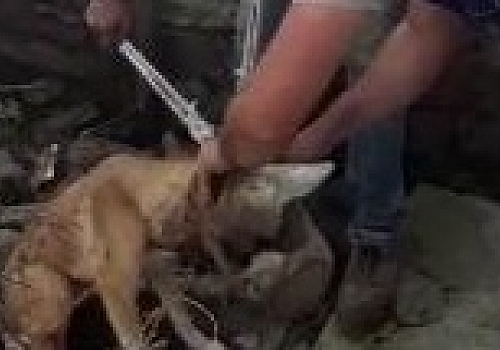 Ardahan Haberi: Göle de Kafası şişeye sıkışan köpeği Aras Elektrik ekipleri kurtardı