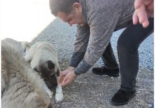 Ardahan Haberi: HAYTAP,Ardahan daki binlerce sokak hayvanları için mama gönderdi