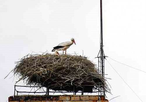 Ardahan Haberi: Leylekler Ardahan merkezdeki yuvalarına dönmeye başladı.